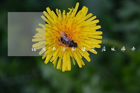 信用卡逾期偿还后被停卡