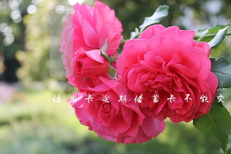 信用卡逾期储蓄卡不能交易