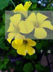 信用卡逾期储蓄卡全部冻结吗 信用卡逾期储蓄卡全部冻结吗