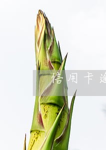 信用卡逾期储蓄卡换卡换号 信用卡逾期储蓄卡换卡换号