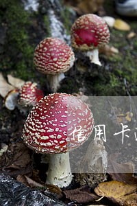 信用卡逾期催债投诉电话 信用卡逾期催债投诉电话