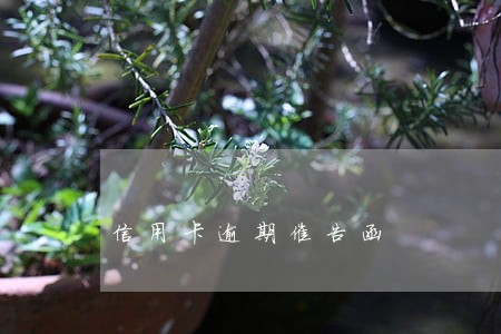 信用卡逾期催告函 信用卡逾期催告函