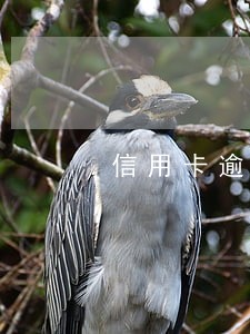 信用卡逾期催收上门不找本人