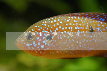 信用卡逾期催收了 信用卡逾期催收了