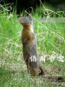信用卡逾期催收减免手续费