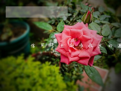 信用卡逾期催收发的通告 信用卡逾期催收发的通告