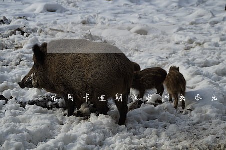 信用卡逾期催收叫去派出所 信用卡逾期催收叫去派出所