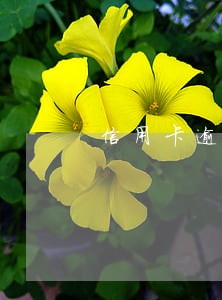 信用卡逾期催收可以乱说话吗