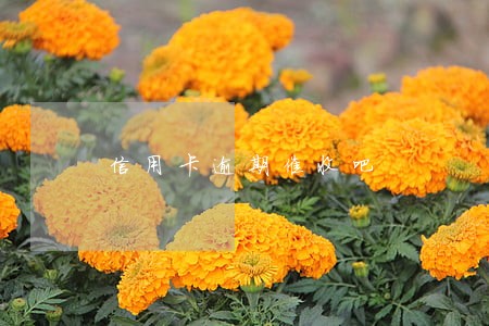 信用卡逾期催收吧 信用卡逾期催收吧