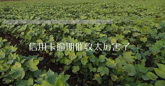 信用卡逾期催收太厉害了