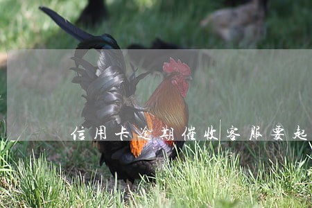 信用卡逾期催收客服要起诉 信用卡逾期催收客服要起诉