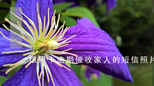 信用卡逾期催收家人的短信照片