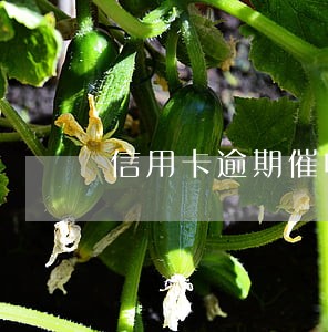 信用卡逾期催收工作好做吗 信用卡逾期催收工作好做吗