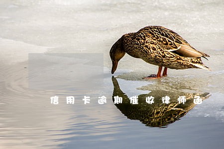 信用卡逾期催收律师函 信用卡逾期催收律师函