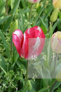 信用卡逾期催收总打电话