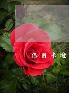 信用卡逾期催收技巧 信用卡逾期催收技巧