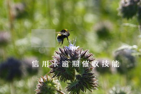 信用卡逾期催收技能