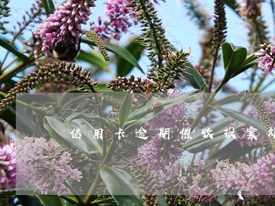 信用卡逾期催收报案处理流程