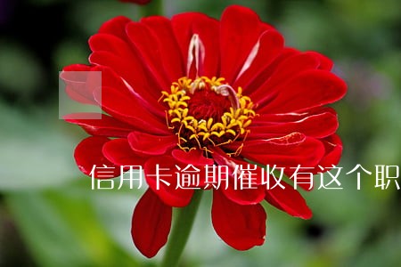 信用卡逾期催收有这个职业吗 信用卡逾期催收有这个职业吗