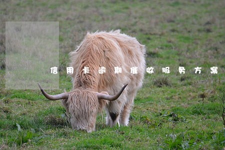 信用卡逾期催收服务方案律所 信用卡逾期催收服务方案律所