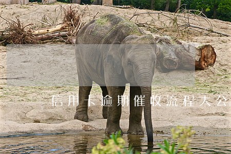 信用卡逾期催收流程大公开
