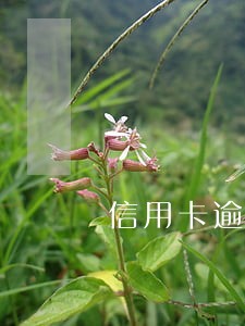 信用卡逾期催收电话没接就没了 信用卡逾期催收电话没接就没了