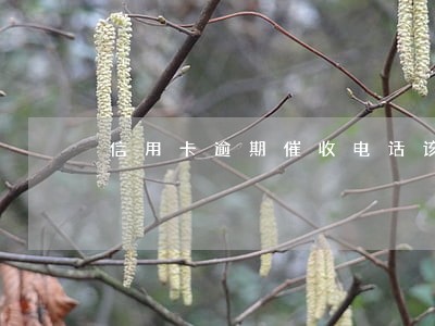 信用卡逾期催收电话该不该接 信用卡逾期催收电话该不该接
