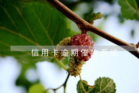 信用卡逾期催收系统 信用卡逾期催收系统