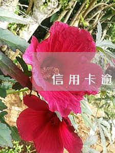 信用卡逾期催收要求全额结清