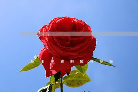 信用卡逾期催收视频 信用卡逾期催收视频