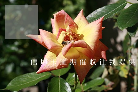 信用卡逾期催收让我提供地址 信用卡逾期催收让我提供地址