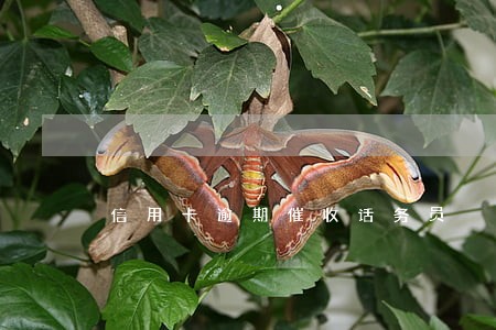 信用卡逾期催收话务员