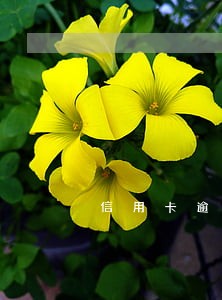 信用卡逾期催收说有还款记录 信用卡逾期催收说有还款记录