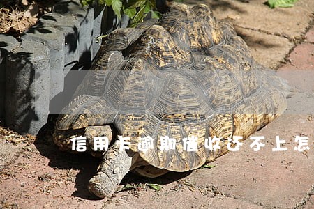 信用卡逾期催收还不上怎么办 信用卡逾期催收还不上怎么办