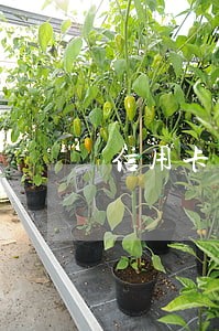 信用卡逾期催款人上门会打人吗 信用卡逾期催款人上门会打人吗