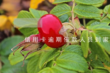 信用卡逾期催款人员到家里