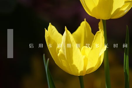 信用卡逾期催款多长时间了 信用卡逾期催款多长时间了