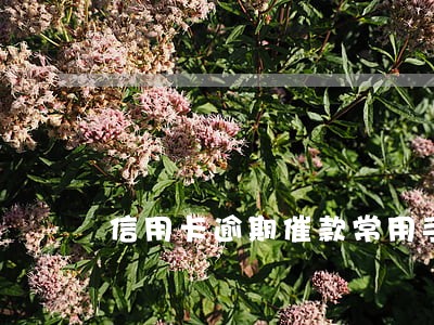 信用卡逾期催款常用手段 信用卡逾期催款常用手段