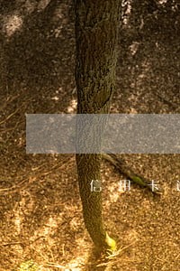 信用卡逾期催款电话不接可以吗