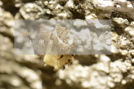 信用卡逾期催款电话打多久