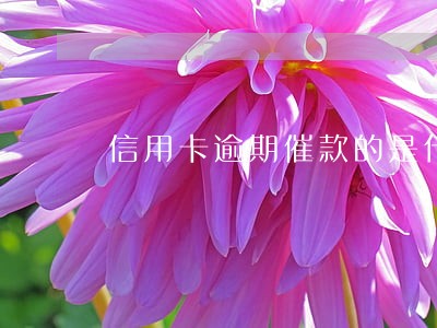 信用卡逾期催款的是什么人 信用卡逾期催款的是什么人