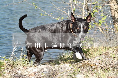 信用卡逾期催款诀窍 信用卡逾期催款诀窍