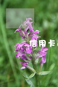信用卡逾期催薪 信用卡逾期催薪