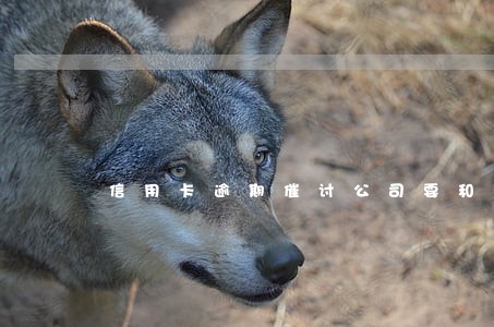 信用卡逾期催讨公司要和我见面 信用卡逾期催讨公司要和我见面