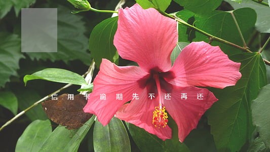 信用卡逾期先不还再还 信用卡逾期先不还再还