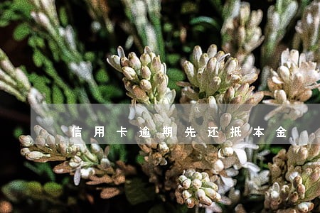 信用卡逾期先还抵本金