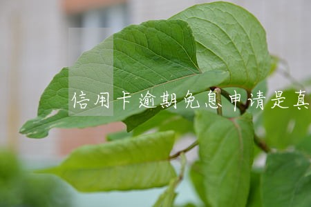 信用卡逾期免息申请是真的吗 信用卡逾期免息申请是真的吗