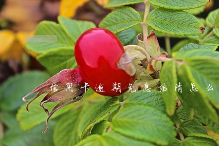 信用卡逾期免息结清怎么核实 信用卡逾期免息结清怎么核实