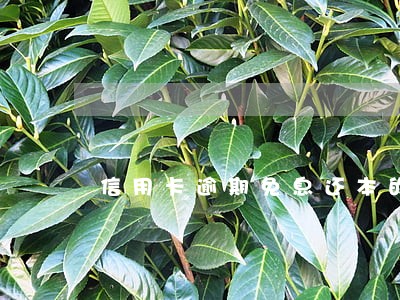 信用卡逾期免息还本的吗 信用卡逾期免息还本的吗