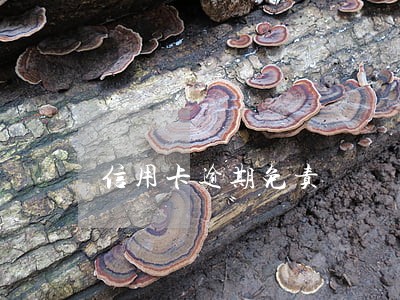 信用卡逾期免责 信用卡逾期免责